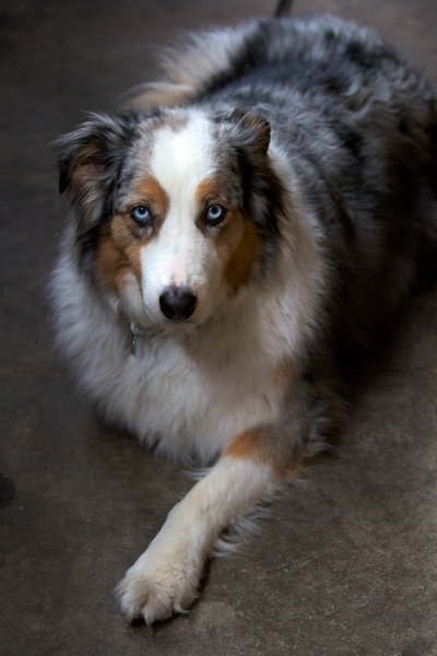 Day 119:365 Available Light Luka