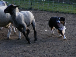 Noni herding 1web.jpg