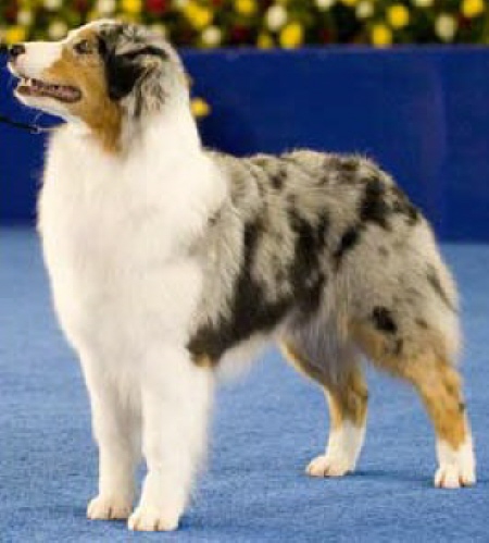 Swizzle  Best In Showweb.jpg