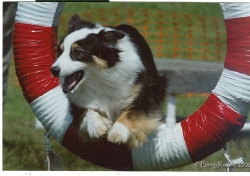 cali agility web.jpg