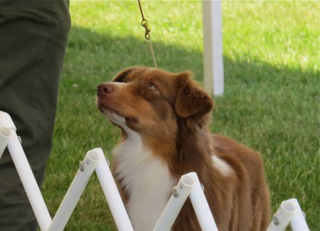 11406783_913932728663980_7465862726579769582_n